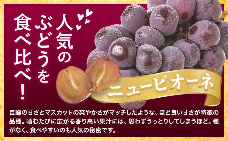 【先行予約】訳あり シャインマスカット・ニューピオーネ 詰め合わせ 約1.2kg 2房《9月中旬-11月上旬頃出荷》岡山県 浅口市 果物 くだもの ぶどう 葡萄 マスカット フルーツ デザート 優品