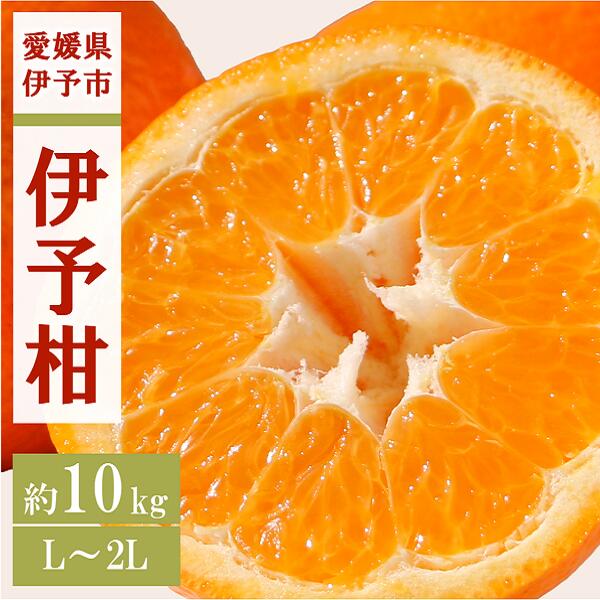 【ふるさと納税】みかん 愛媛 伊予柑 L～2Lサイズ（約10kg） 人気 数量限定 柑橘 伊予市｜B161