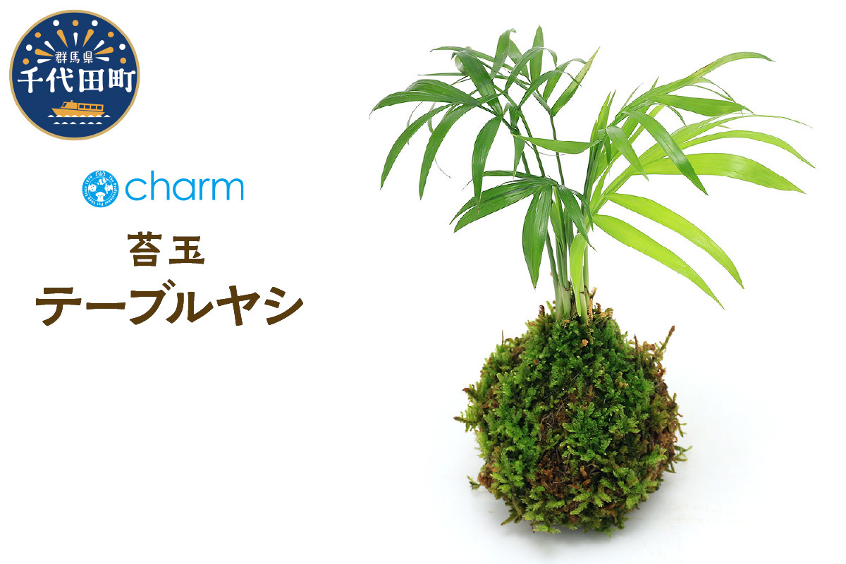 
                  苔玉 テーブルヤシ Ｖｅｒ．這苔（１個）  群馬県 千代田町 インテリア ナチュラル 自然 リラクゼーション 室内栽培 プレゼント 送料無料 趣味 緑 人気 オススメ 初心者 玄関 リビング 株式会社チャーム
                