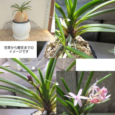 ふるさと納税 山口市 【日本の蘭】富貴蘭　風蘭　白丸陶器鉢 D055 |  | 02