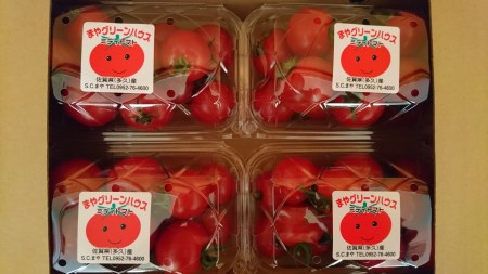採れたてミディトマト 4kg（500g × 8パック） _b-249