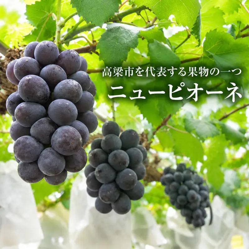 ニュー ピオーネ 約2kg 3～5房 ぶどう 葡萄 フルーツ 岡山 高梁市産 2026年 先行予約 果物類 果物 