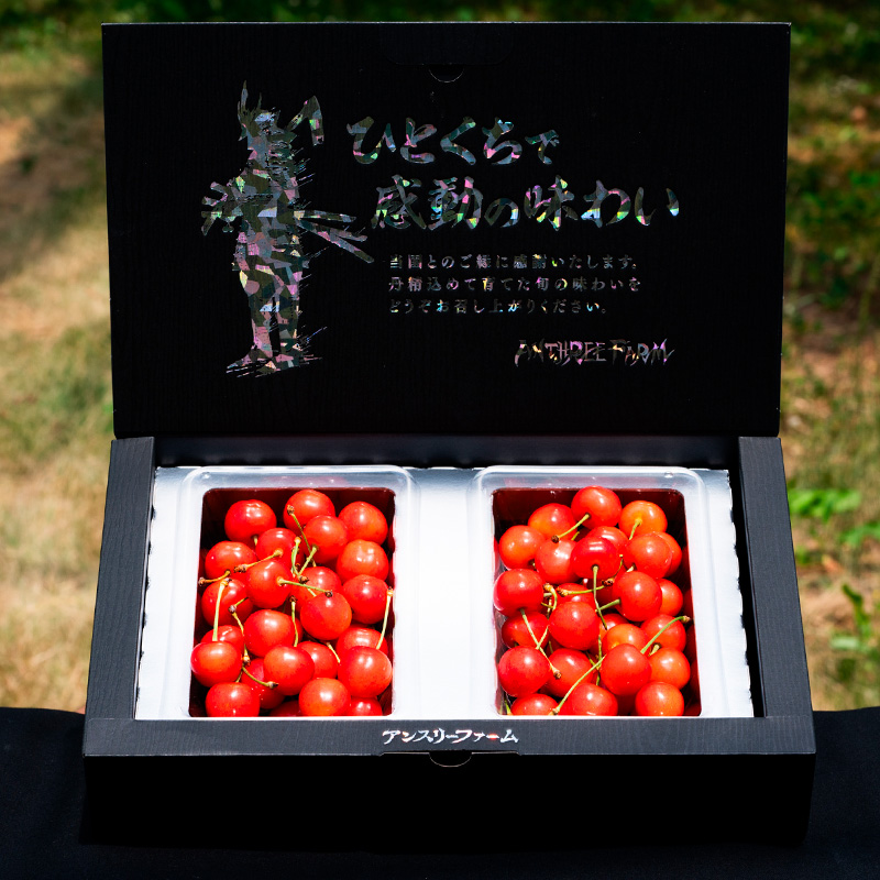 さくらんぼ 「佐藤錦」500g Lサイズ以上 山形産 FY25-027