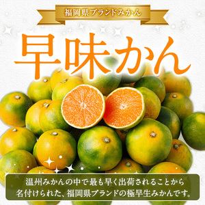＜先行予約受付中！2026年9月中旬以降順次発送予定＞福岡県ブランドみかん 早味かん(計約3kg) みかん ミカン オレンジ 蜜柑 はやみかん 温州 極早生 ブランド 柑橘 果物 くだもの フルーツ 