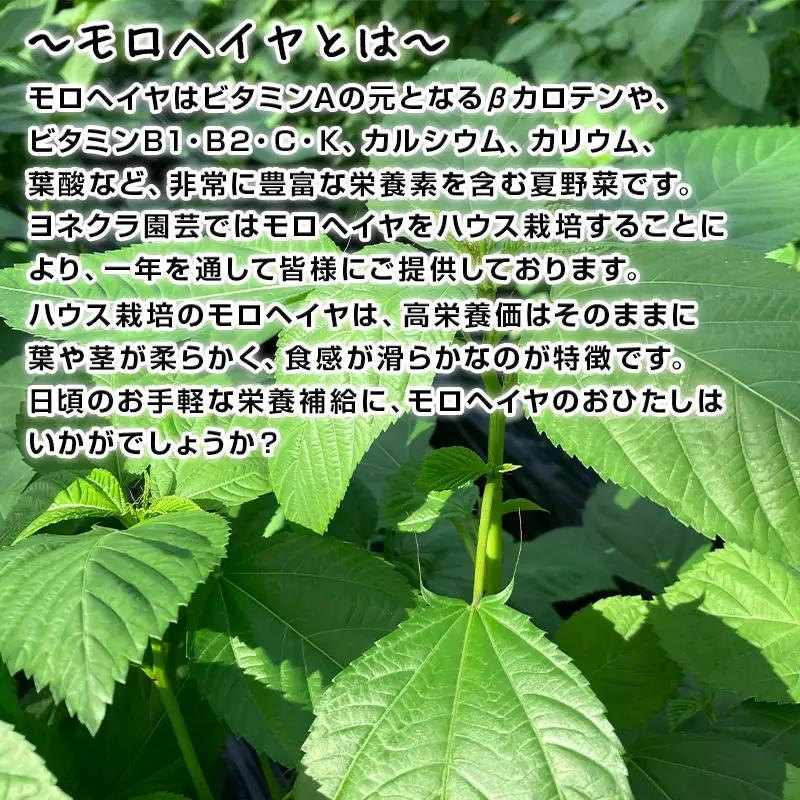 『先行予約』【12月上旬より順次発送】冬穫れハウスモロヘイヤ(100g×5袋)とアイスプラント(70g×5P)セット 2箱