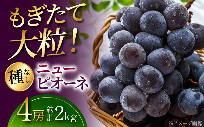 
            【先行予約】【8月下旬から9月上旬に順次発送】三次の葡萄 ニューピオーネ 4房（約2kg） 種なし ぶどう ピオーネ ギフト フルーツ 果物 ブドウ 露地栽培 三次市/黒瀬ぶどう園[APAB001] 
          