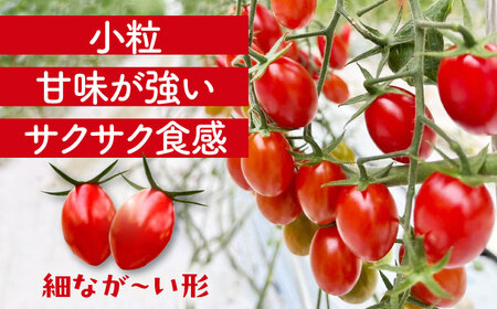 ミニトマト (フロランティーノ)800g 野菜 トマト[AEBG004]