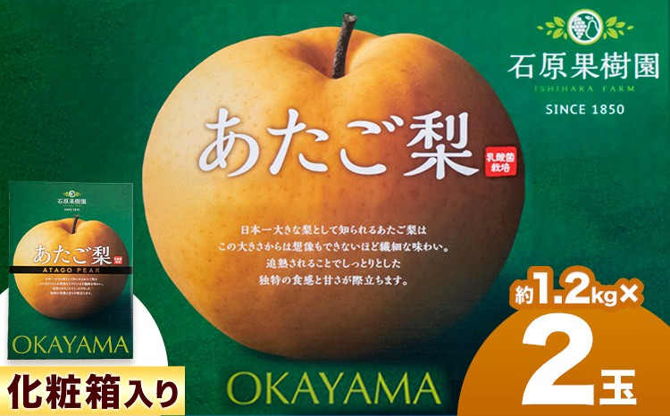 
                  【先行予約】あたご 梨 約1.2kg 2玉 化粧箱 石原果樹園 《11月中旬-12月下旬頃より発送予定》岡山県 浅口市 フルーツ 果物 ギフト 贈り物 国産 岡山県産 送料無料
                