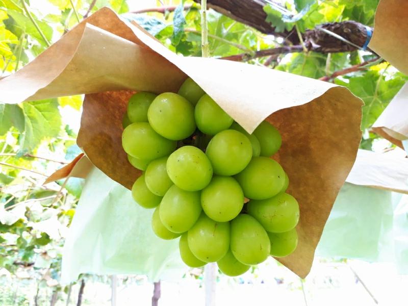 【ふるさと納税】【先行予約】【配送不可地域：北海道・沖縄県・離島】シャインマスカット5kg (6〜7房）【700g以上】【糖度17度以上】 シャインマスカット 大粒 贈答用 ギフト お取り寄せ 国産 