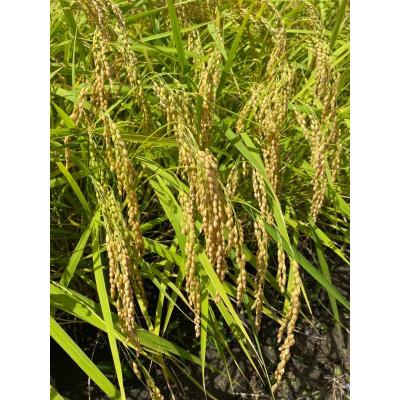 ふるさと納税 香取市 【毎月定期便】千葉県香取市産コシヒカリ(精米) 5kg全3回 |  | 02