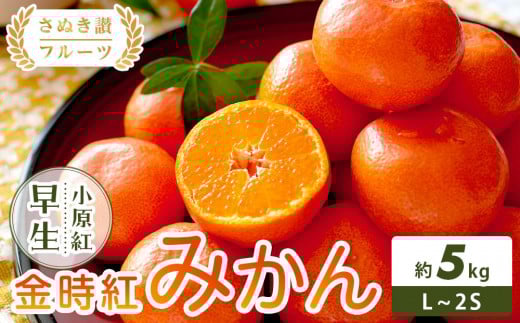 
            【さぬき讃フルーツ】金時紅みかん (小原紅早生) 約5kg
          