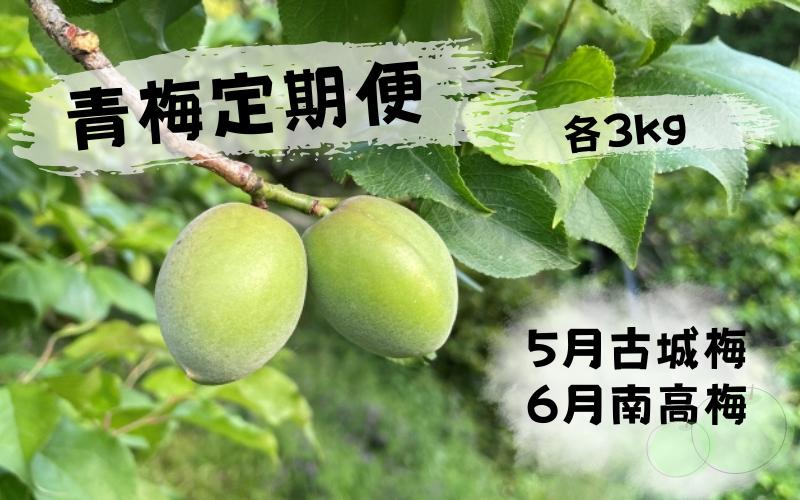 【先行予約】【定期便】【期間限定・2025/4/30まで】中山農園「青梅」古城梅・南高梅各3kg / 紀州南高梅 梅シロップ 梅ジュース 梅酒 和歌山県  