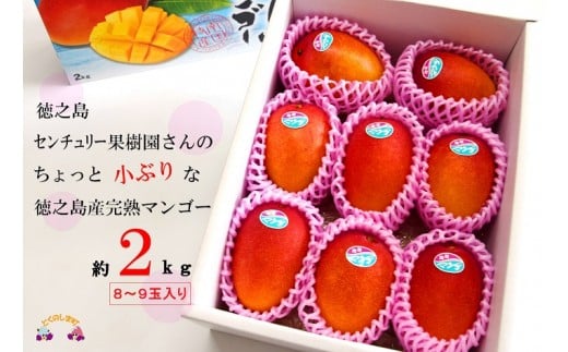 651 ≪先行予約≫【ワケあり】徳之島センチュリー果樹園さんのちょっと小ぶりな完熟マンゴー（2kg）( マンゴー フルーツ 果物 完熟 無加温 徳之島 世界自然遺産 美味しい とろける 旬 贅沢 糖度 南の島 )