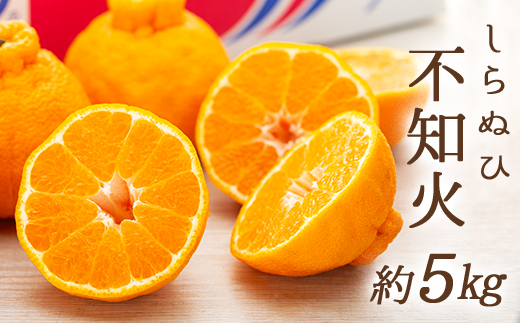 不知火 (しらぬひ) 約5kg  みかん 柑橘 フルーツ 果物 くだもの 柑橘 青果 人気 小豆島