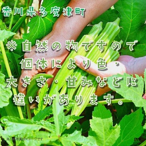 オクラ約2.1kg　30ネットまたはバラ詰め【A-144】