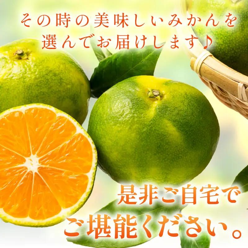 極早生みかん(ご家庭用） 10kg 和歌山産《先行予約》みかん【0150-5】 