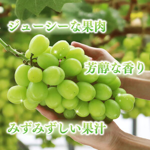 訳あり バラ入り シャインマスカット 1kg シャインマスカット シャインマスカット ふるなび 山本農園