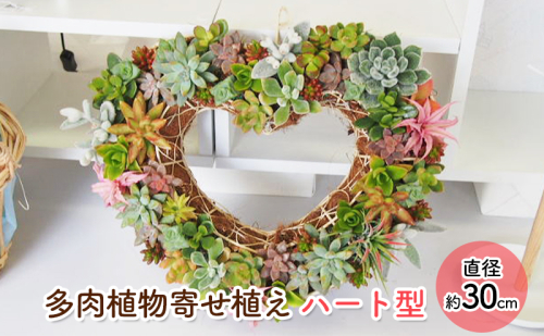 多肉 寄せ植え 可愛いハートの多肉植物 植物 インテリア ガーデン 