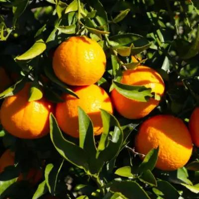 和歌山県産不知火約5kg（18玉～24玉おまかせ） ※2027年2月下旬～2027年3月下旬頃に順次発送予定（日付指定不可）【tec956】
