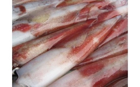 【のし付き】白いかコロッケ 1.2kg （オリジナルベシャメルソース+ほくほくポテト）