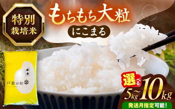 
            米＼選べる内容量・発送月／ にこまる 白米 5kg / 10kg お米 ご飯 精米 米 お米 5kg 5キロ 10kg 10キロ 白米 精米 新米 コメ ご飯 ごはん 愛知県産 国産 県産米 国産米 産地直送 令和7年 特別栽培米 愛西市 / 株式会社戸倉トラクター [AECS055-056]
          