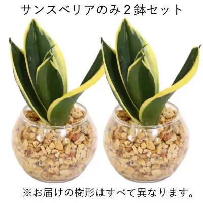 【観葉植物】土を使わないで清潔なミニ観葉植物 ゼオライト植え・ガラス鉢 丸形 2鉢セット（サンスベリア）【観葉植物 インテリア 部屋 おしゃれ 福岡県 筑前町 送料無料 AG048VC02】