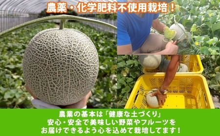 【 のざわ農園 】日高 赤肉メロン 4～6玉（約8kg～9kg）北海道 日高産