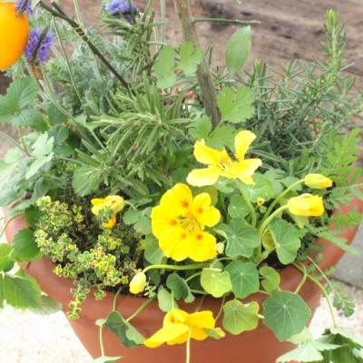 ふるさと納税 朝倉市 【母の日ギフト】レモンとハーブ　香りの寄せ植え |  | 02