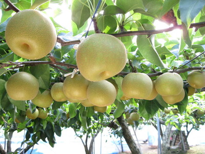 冬に味わう！藤岡さんが作った氷温保存きららか梨（幸水・豊水）2玉【大玉】 ｜ 梨 ナシ 果物 フルーツ　※2025年11月下旬～2026年4月上旬頃に順次発送予定　※離島への配送不可