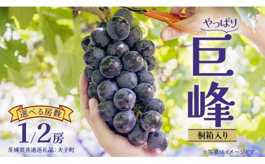 
                  【 選べる 房数 】【桐箱入り】 巨峰 １房 or ２房【2026年7月上旬発送開始】 (茨城県共通返礼品：大子町) ぶどう 葡萄 ブドウ フルーツ 果物 スイーツ ギフト 贈答用 贈り物 プレゼント
                