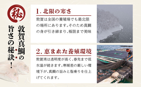 敦賀 真鯛飯 2個セット（300g×2）約3～4人前【敦賀真鯛 真鯛 鯛 タイ マダイ 鯛飯 鯛めし 炊き込みご飯 味ご飯 海鮮 冷凍 お中元 お歳暮 ギフト 贈り物 敬老の日】[041-a010]