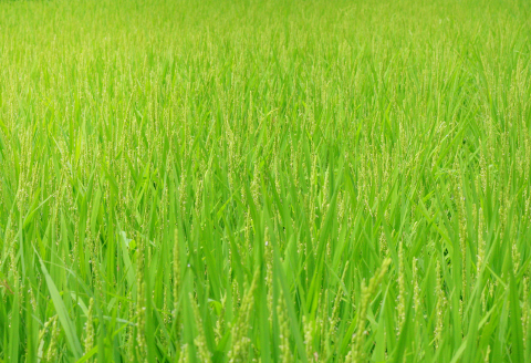 きぬむすめ 20kg【米 白米 ごはん お米 20キロ 2024年産 令和6年産】