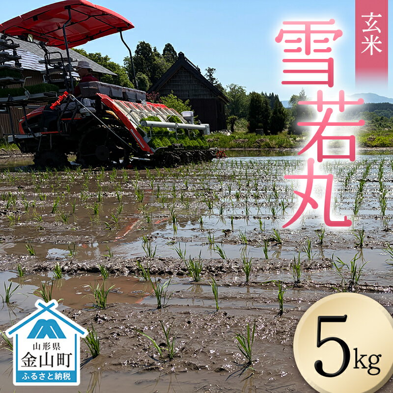 【ふるさと納税】＜先行予約＞令和8年産【玄米】雪若丸5kg（マイスター監修） 米 お米 白米 ご飯 ブランド米 山形 金山町 F4B-0771