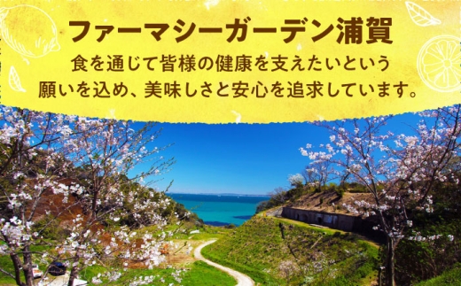 【先行予約】【数量限定20セット】浦賀産 青レモン 5kg【ファーマシーガーデン浦賀】 [AKBG006]
