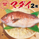 【ふるさと納税】 真鯛 タイ 2尾 約5-6人前 鮮魚 活き締め お食い初め 塩焼き 鯛しゃぶ 刺身 水揚げ後 直送