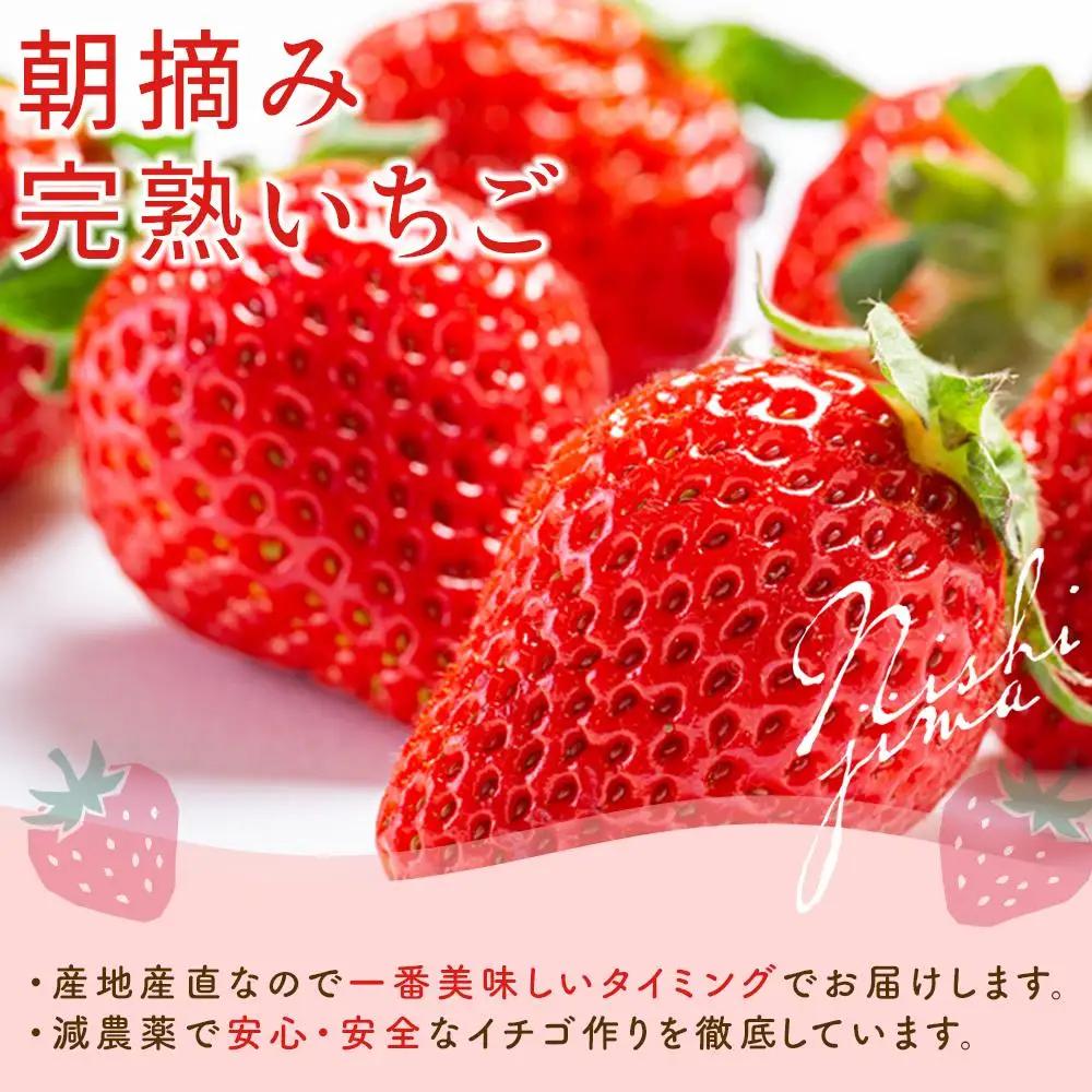 【先行予約】メロンとイチゴセット（2027年2月～発送）めろん いちご  フルーツ