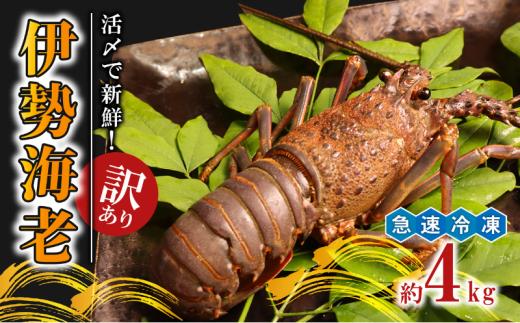 ＼最短7営業日以内発送／ 訳あり 活〆 急速冷凍 伊勢海老 4kg (8~16尾) 伊勢エビ 海老 冷凍 プリっぷり 生 活き 締め 〆 伊勢えび 九十九里 エビ ぷりぷり 特選 刺身 生食用 海鮮 新鮮 高級 人気 国産 天然 安全 直送 お祝い ギフト おすすめ 送料無料 千葉県 旭市 株式会社 幻屋 mby008