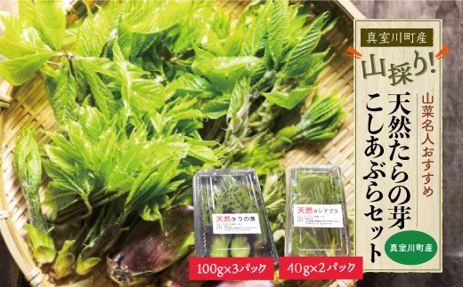 ［山菜名人おすすめ］山採り！天然たらの芽・こしあぶらセット