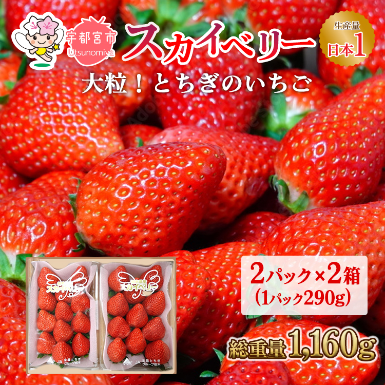 【先行予約】スカイベリー 2箱 1.16kg（1箱(2パック入)×2） いちご 大粒 | ギフト 贈答 栃木県 宇都宮市 果物 フルーツ 苺 イチゴ 人気　※2025年1月上旬～3月上旬頃に順次発送予定　※北海道・沖縄・離島への配送不可