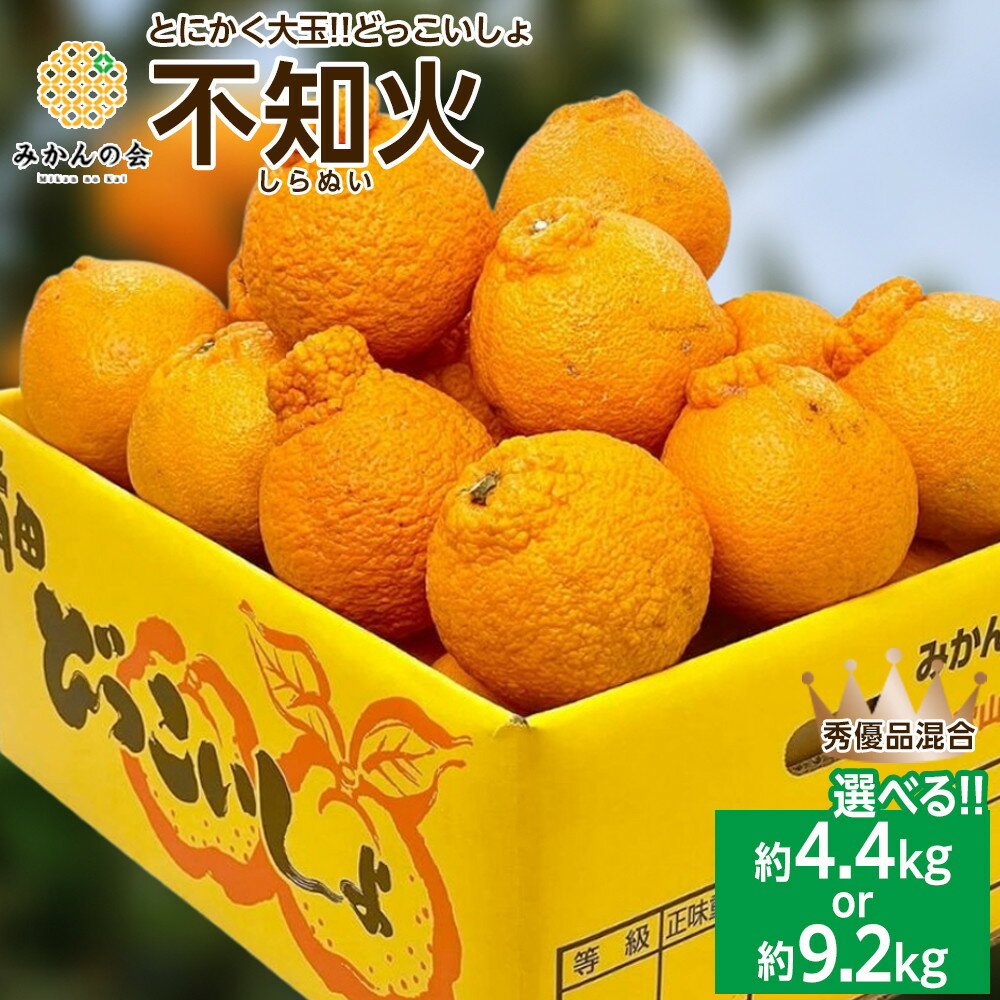 【ふるさと納税】【選べる】不知火 大玉 どっこいしょ 5kg(箱込4.4kg) 10kg(箱込9.2kg)秀優混合 和歌山県産 【みかんの会】 | みかん 不知火 和歌山 秀 優品 和歌山県産 有田 旬 フルーツ 産地直送 柑橘 有田川町 ふるさと納税 返礼品 故郷納税