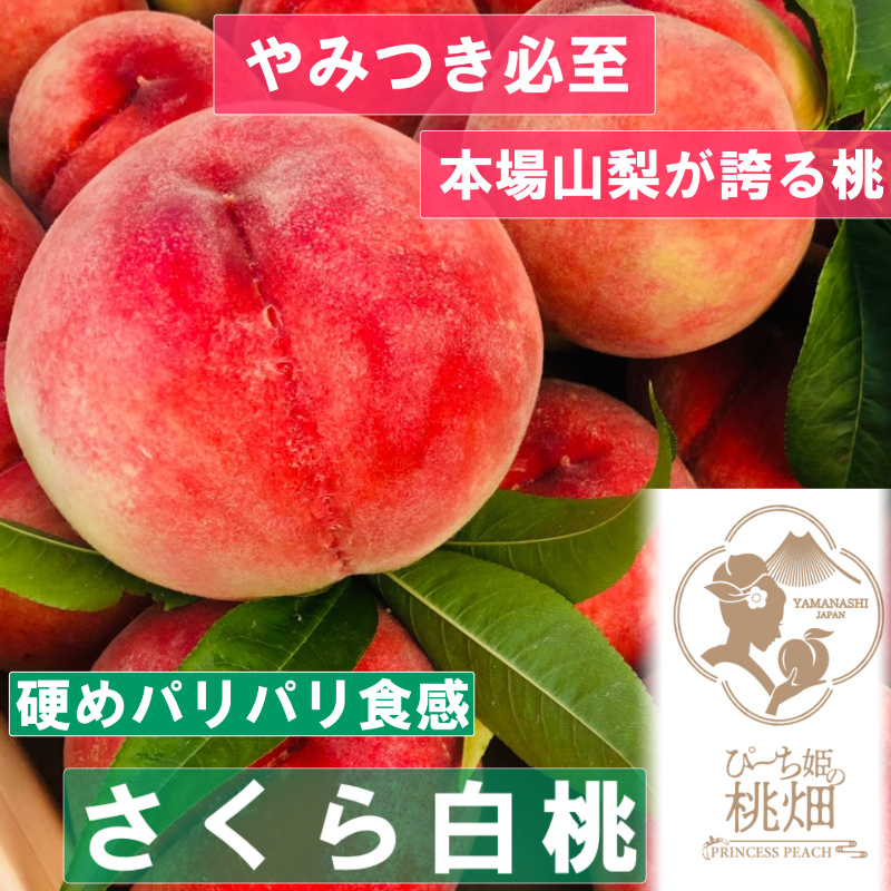 【硬めパリパリ食感のさくら白桃ブランド】隠れ人気が高い人気No.1の品種 約2kg【2025年発送】（PMK）D4-112