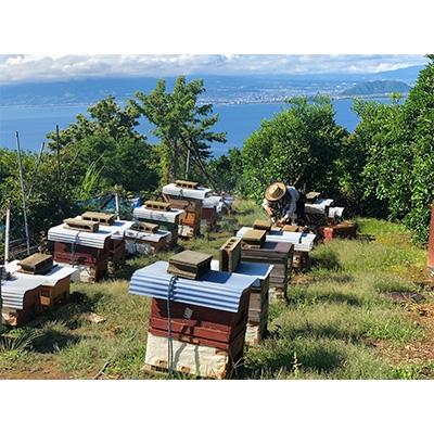 ふるさと納税 沼津市 海と空と富士山のみかん山より西浦みかん生詰めはちみつと夏百花生詰めはちみつ3個セット |  | 02