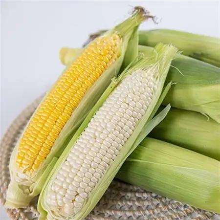 和泉市産のとうもろこしセット(黄色5本・白色5本)【配送不可地域：離島】【1518411】
