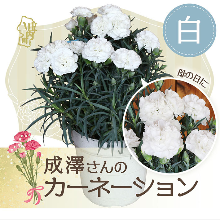 【R8.5月初旬より順次発送】成澤さんのカーネーション 白 5号鉢（入金期限：2026.4.30）母の日に お供え お悔み