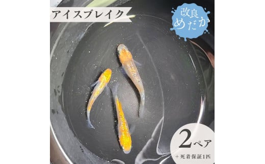 【アイスブレイク】美しき改良めだか（２ペア+死着保証１匹）