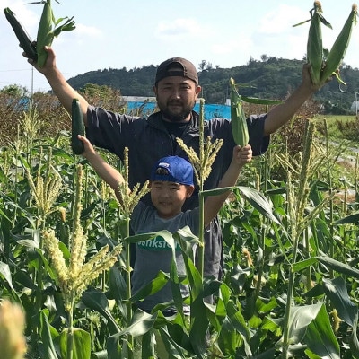 【2025年3～5月頃順次発送】春獲れ一番!極甘くんじゃんこーん 8本 とうもろこし【配送不可地域：離島】