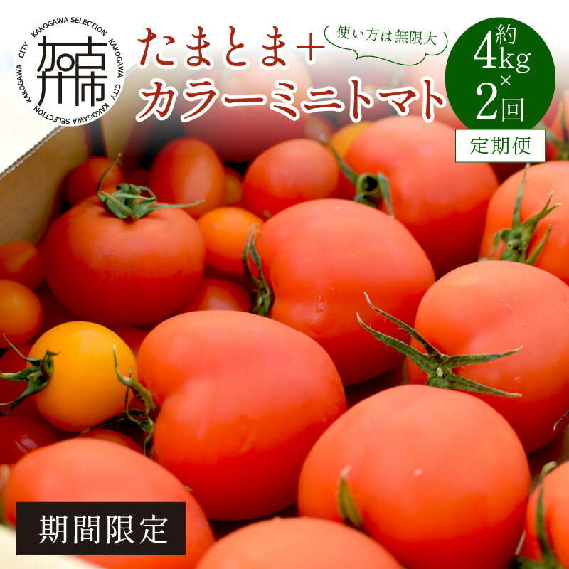 【ふるさと納税】【限定出荷】"たまとま"＋カラーミニトマト(約4kg)[定期便2回] 《 野菜 トマト ミニトマト カラートマト 定期 定期便 2回 送料無料 》