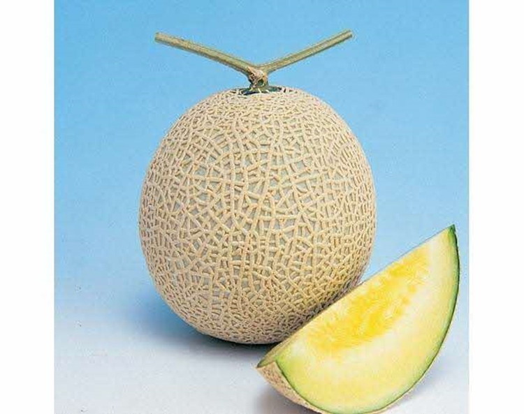 アールス系メロン”雅”(みやび) 1玉 ※2025年7月上旬頃より順次発送予定 ※北海道・沖縄・離島への配送不可 | メロン めろん 果物 フルーツ 旬 坂東太郎 あまい 甘い 人気 取り寄せ お取り寄せ ギフト 贈答 贈り物 プレゼント お中元 お歳暮 直送 工場直送 茨城県 古河市 _CB04