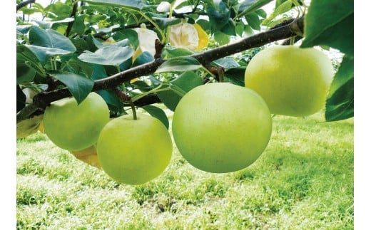 【2026年 先行予約】なつひめ 3kg｜鳥取 東光園 梨 2026年収穫後 2026年8月下旬頃～順次発送※着日指定不可【41066】