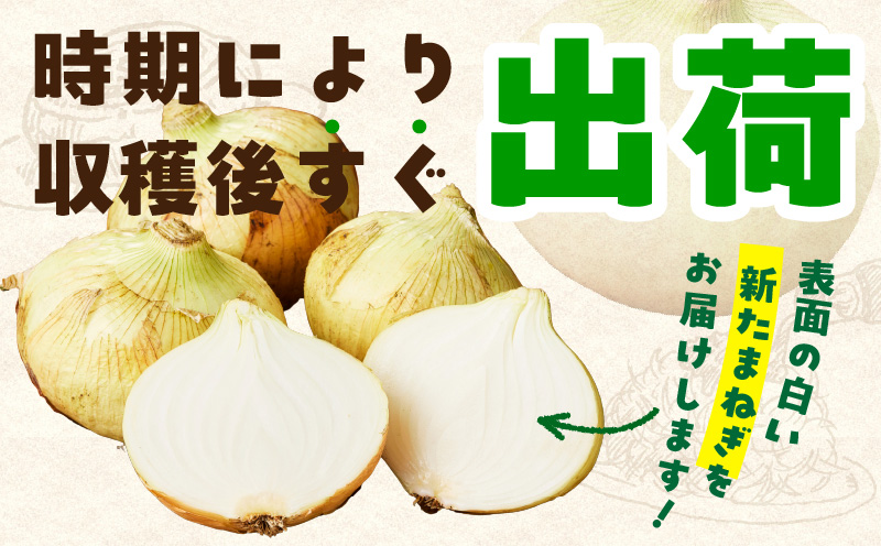 【先行予約】射手矢さんちの泉州たまねぎ 10kg【玉ねぎ タマネギ 玉葱 甘い 野菜 国産 期間限定 オニオン スライス サラダ カレー シチュー バーベキュー BBQ 肉じゃが TVで紹介！】 G3